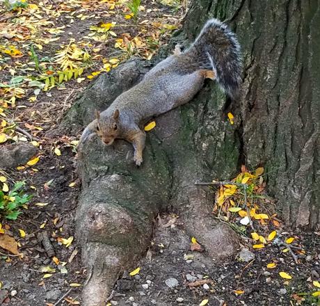 squirrel-october-17-2016