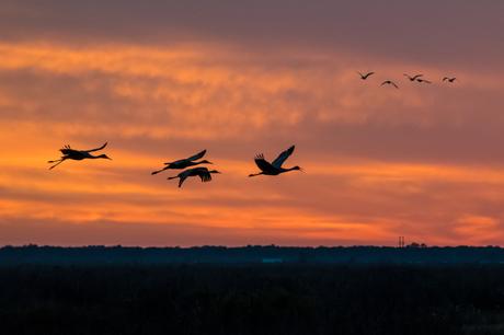 cranes-on-the-prairie-at-sunset-2