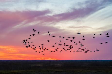 ibis-on-the-prairie-at-sunset