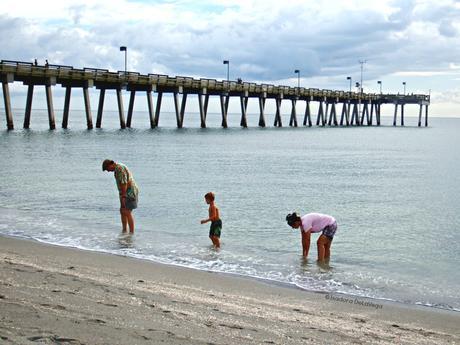 beach-venice-shark-teeth-hunting-web