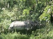 Walking Through Town with Rhino: Exploring Chitwan National Park
