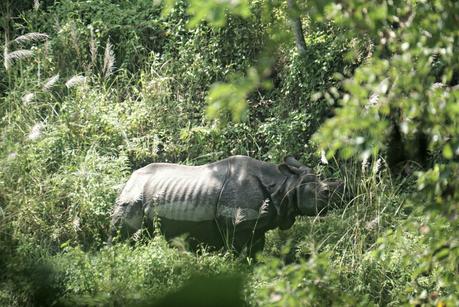rhino-at-chitwan-national-park-nepal
