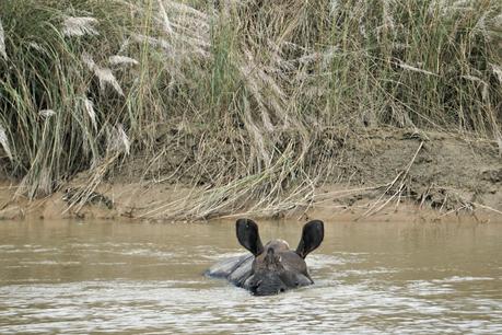 how-to-see-rhino-in-chitwan