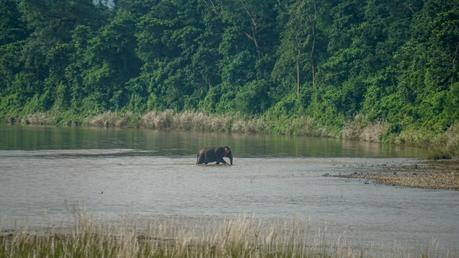 elephant-chitwan-national-park-nepal