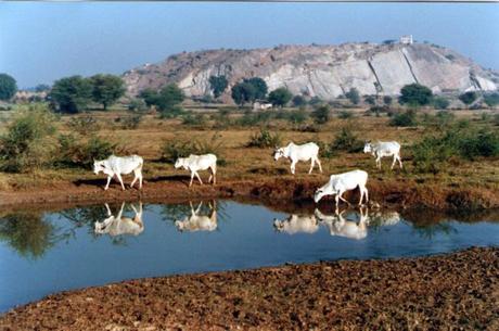 Sacred cows reflected in still waters in India