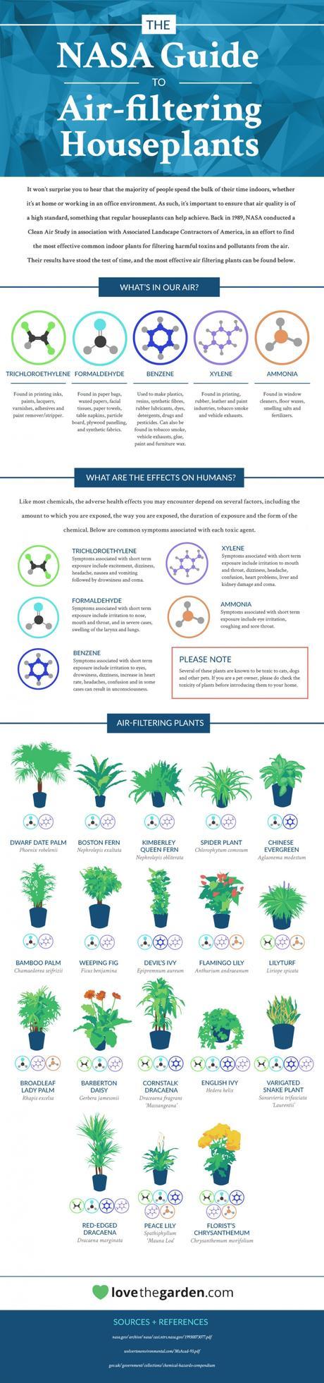 Air filtering plants infographic