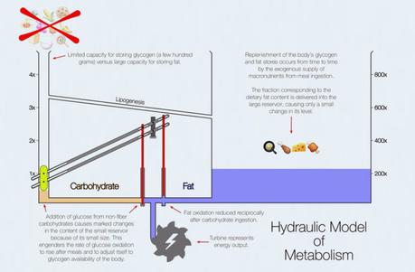 Carb vs. Fat Metabolism – The Dr. Ted Naiman Hydraulic Model