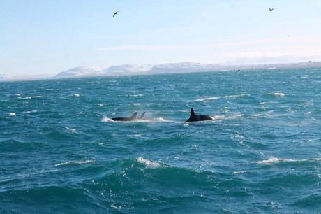iceland-whale-watching-orcas