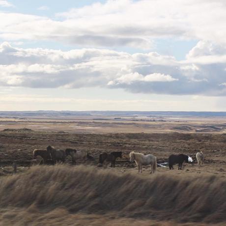 icelandic-horses-outside-nature