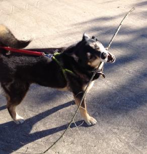 Molly Malamute cheerfully showing off stick. NO permissions granted. ALL rights reserved. Copy righted