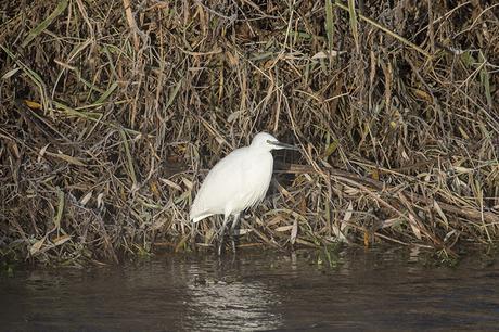 Little Egret on the Banks of the Ouse