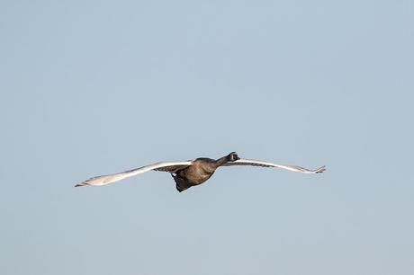 Young Mute Swan in Flight