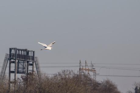 Great White Egret Leaving the Floodplain Forest Nature Reserve