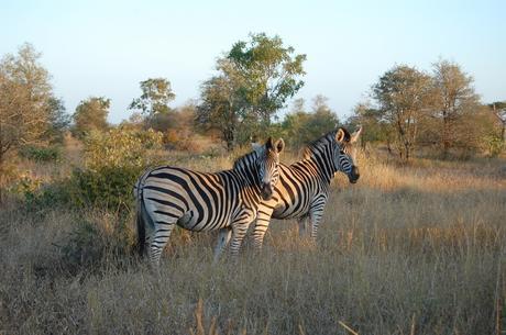 Kruger National Park