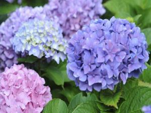 gallery-1429816817-blue-and-pink-hydrangeas