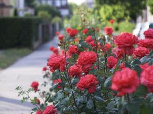 how-to-grow-roses-picture