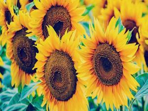 landscape-1429816525-suprising-sunflowers-index