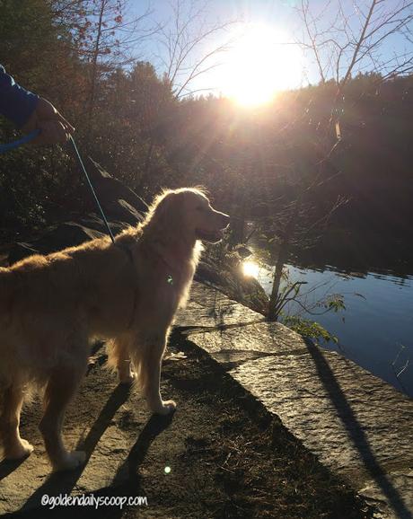 November sunshine at the dog park