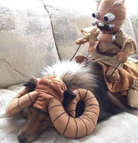 Dog Dressed as a Tusken Raider Bantha