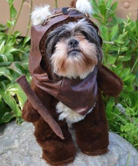 Dog Dressed as an Ewok
