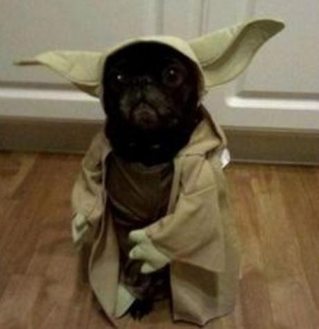 Dog Dressed as Yoda