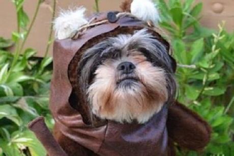 Top 10 Empire Defeating Dogs Dressed as Starwars Characters