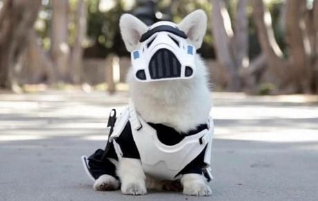 Dog Dressed as a Stormtrooper