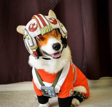 Dog Dressed as Wedge Antilles: X-Wing Pilot