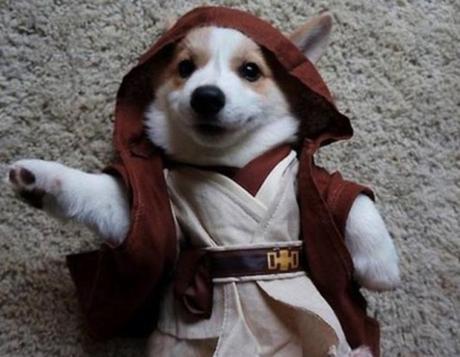 Dog Dressed as Obi-Wan Kenobi