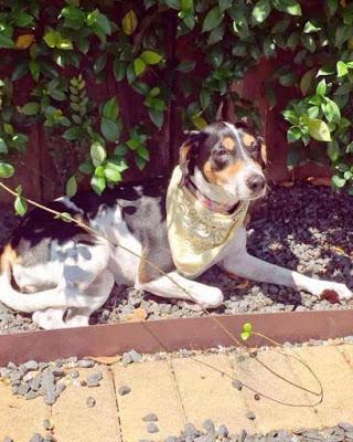 Mexican airlines launch campaign for dog missing from its custody !