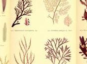 Worshiping Creator Creation