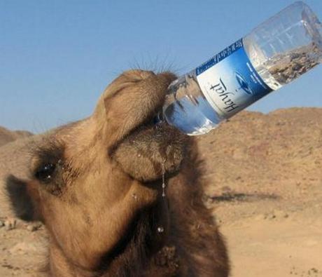Drink Bottled Water