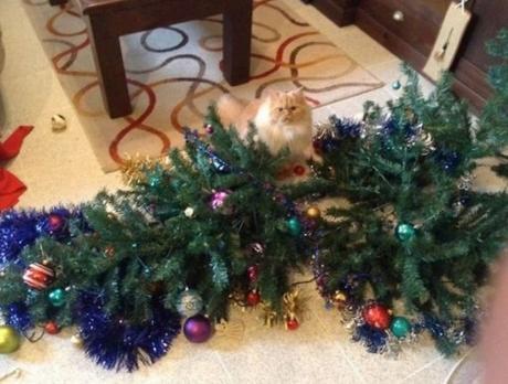 Top 10 Grinch Loving Cats That Destroyed Christmas