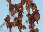 Photography: Finding Beauty’s Remains