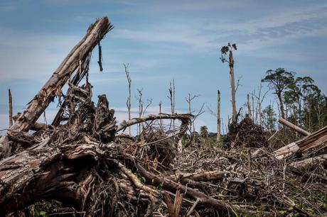 Deforestation: $906B At Risk Via ‘Domino Effect’ On The Supply Chain