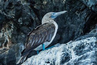 THE GALAPAGOS ISLANDS: Guest Post by Scott Chandler