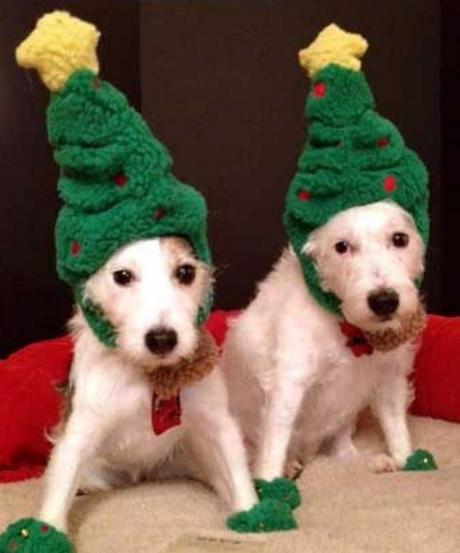 Dogs Dressed as a Christmas Trees