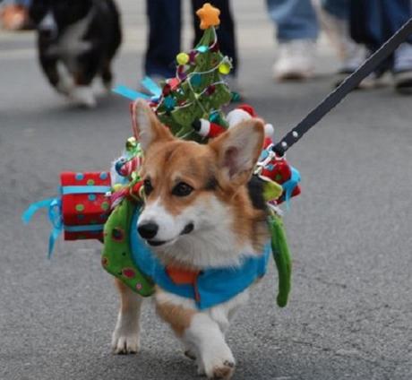 Top 10 Funny Festive Dogs Dressed as Christmas Trees