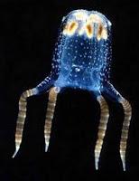 Deep Sea creatures - there's a disco going on down there.