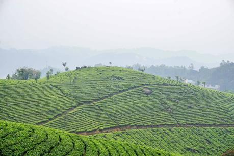 Munnar: Visiting The Highlands of Kerala