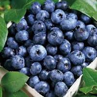 Growing blueberries