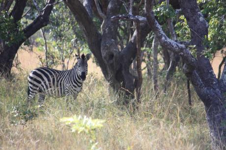 Zebra at the Chaminuka Game Reserve near Lusaka