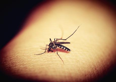 How to Protect Yourself from Mosquito-Related Diseases