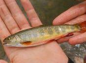 Nexus Climate Change Invasive Species Summit County Citizens Voice