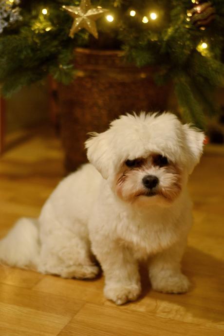 Milo’s First Christmas, some prep! Milo’s First Christmas, some prep!