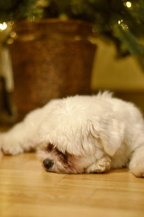 Milo’s First Christmas, some prep! Milo’s First Christmas, some prep!