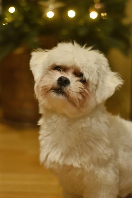 Milo’s First Christmas, some prep! Milo’s First Christmas, some prep!