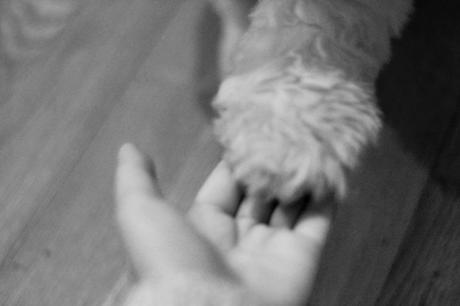 Milo’s First Christmas, some prep! Milo’s First Christmas, some prep!