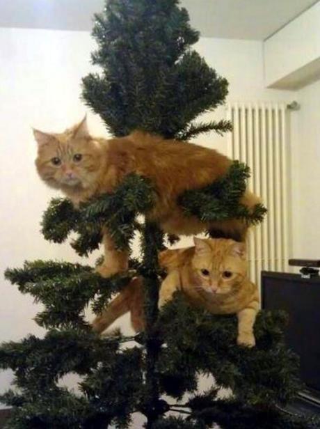 Funny Christmas Tree