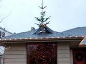 Amazing Facts About Christmas Trees Need Know